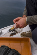 A scientist is working on a sediment sample from the bottom of lake. Later, he will analyze it to look for chemicals.