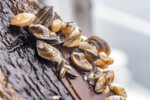Swiss lakes -so does Lake Genava- are facing a new threat: Quagga mussels. This invasive species, originally from the Black Sea, is spreading rapidly and gobbling up the food that fish need.