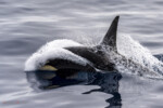 A D-type orca in the Drake passage